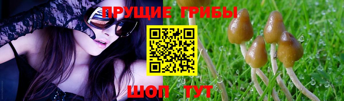 Псилоцибиновые грибы Psilocybe  Вход с VPN  Саратов 